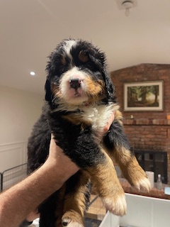 Bernese Mountain Dogs
