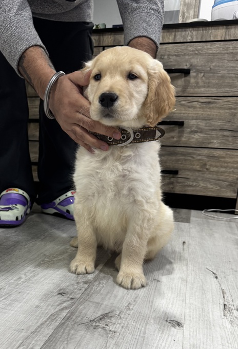 Golden retriever