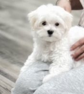 Maltipoo