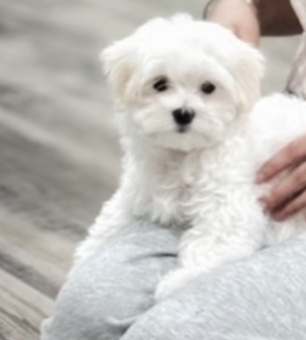 Maltipoo