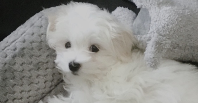Maltipoo