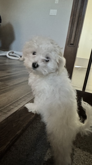 Maltipoo