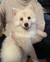 Pomsky