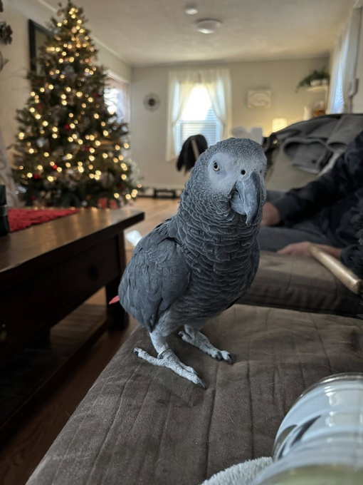 african grey