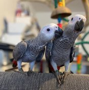 African grey