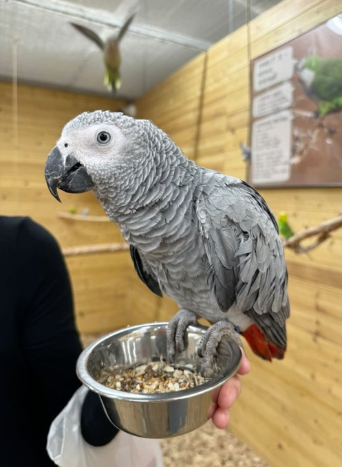 African grey