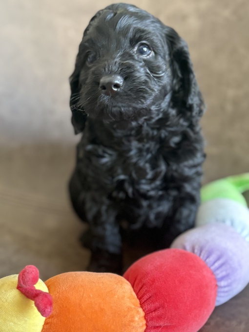 Cockapoo