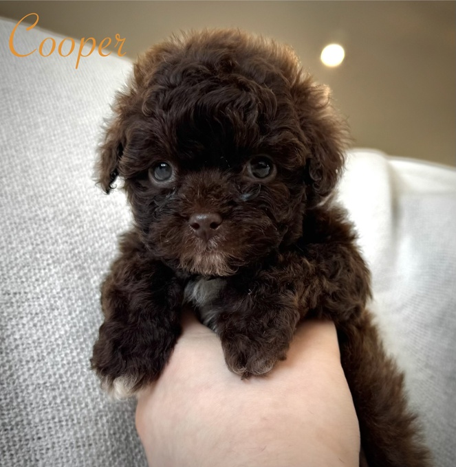 Toy Poodle