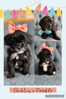 Shihtzu Poodle