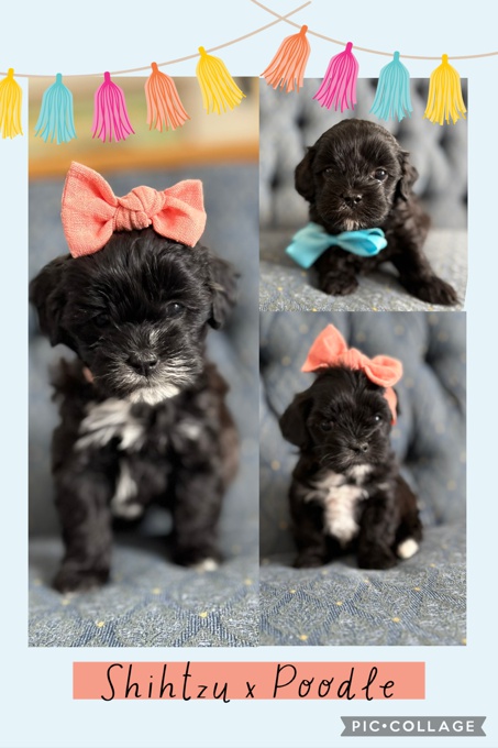 Shihtzu Poodle
