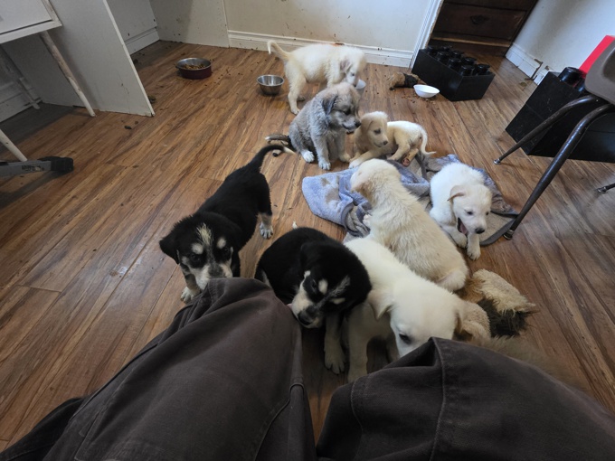 Shepherd husky cross collie