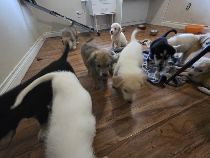 Shepherd husky cross collie