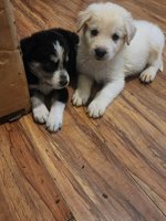 Shepherd husky cross collie