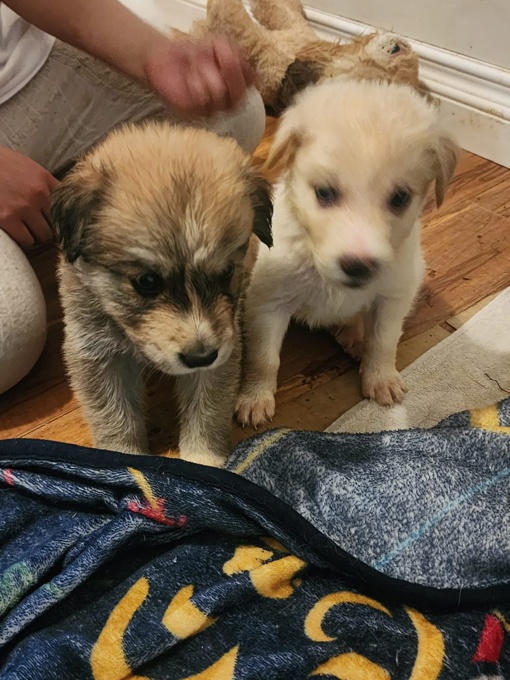 Shepherd husky cross collie