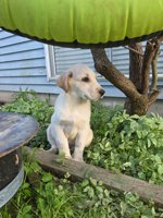 Shepherd husky cross collie