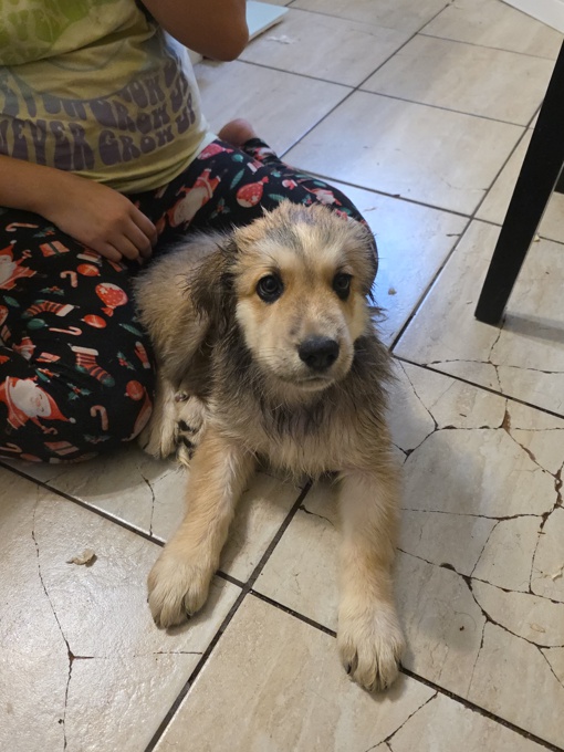 Shepherd husky cross collie
