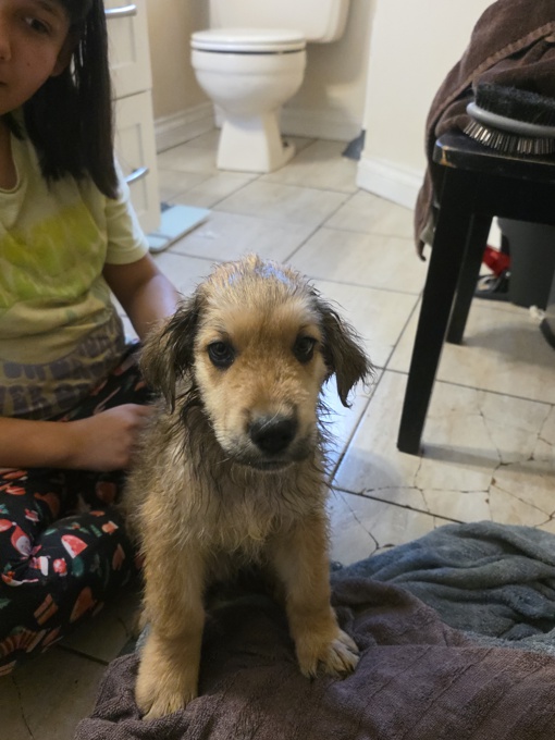 Shepherd husky cross collie
