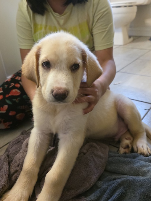 Shepherd husky cross collie