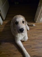 Shepherd husky cross collie