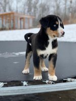 Bernese mountain dog mix husky