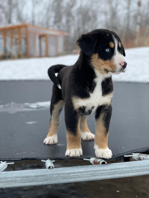 Bernese mountain dog mix husky