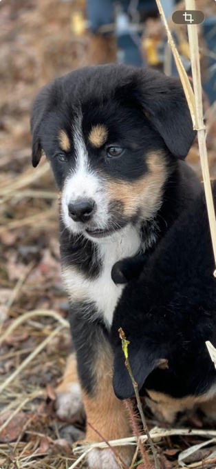 Bernese mountain dog mix husky