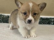 Pembroke welsh corgi