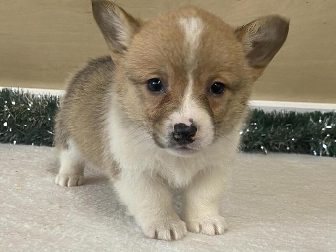 Pembroke welsh corgi