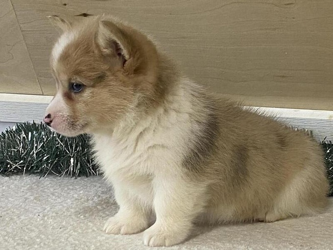 Pembroke welsh corgi