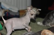 Chinese Crested