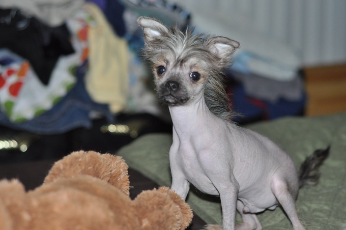 Chinese Crested