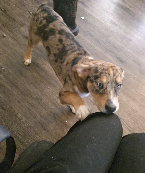 Husky / Pocket Bully