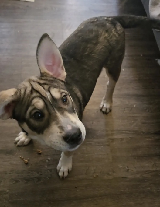 Husky / Pocket Bully