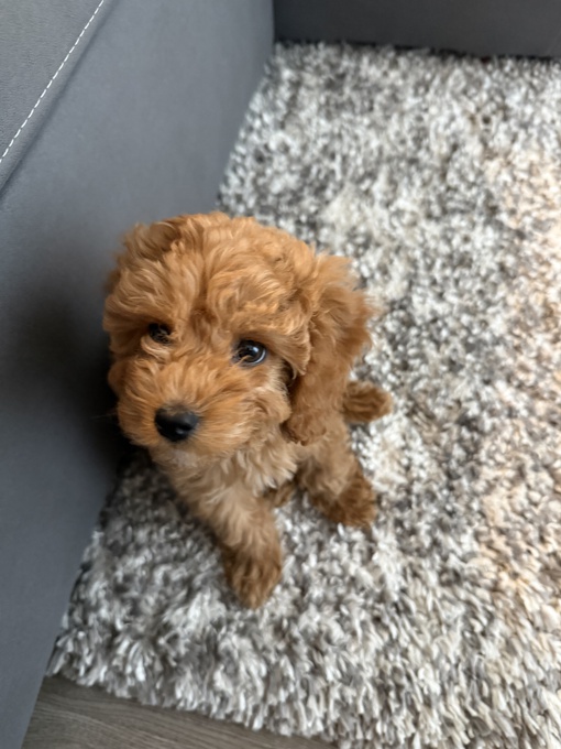 Miniature poodle