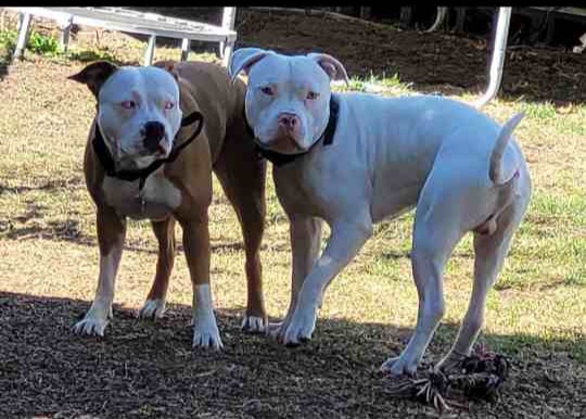 American Staffordshire Terrier