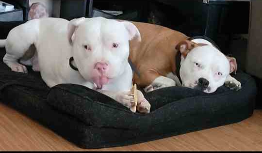 American Staffordshire Terrier