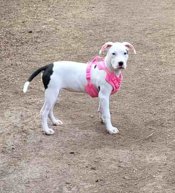 American Staffordshire Terrier