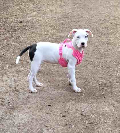 American Staffordshire Terrier