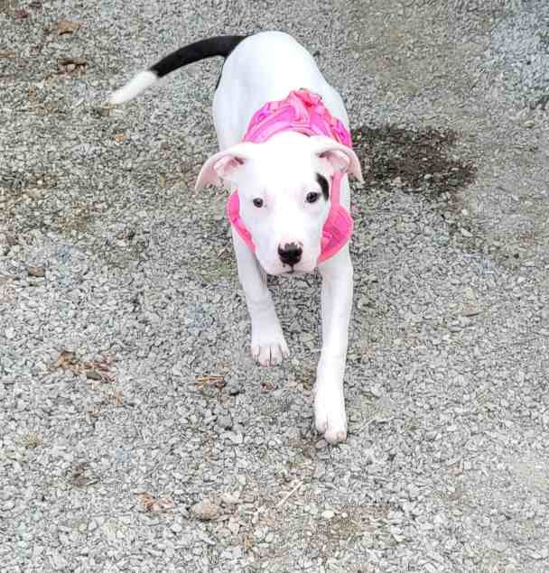 American Staffordshire Terrier