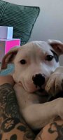 American Staffordshire Terrier