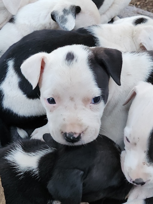 Pitbull
