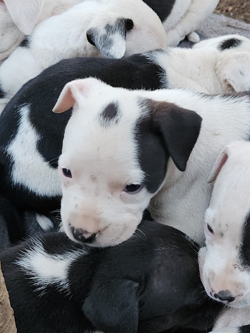 Pitbull