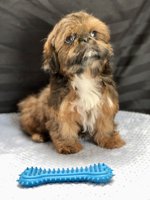 Shihtzu