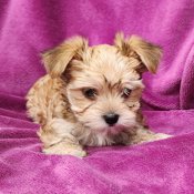 Morkie