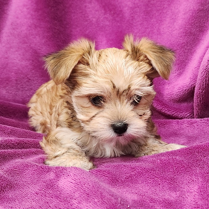 Morkie