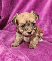 Morkie