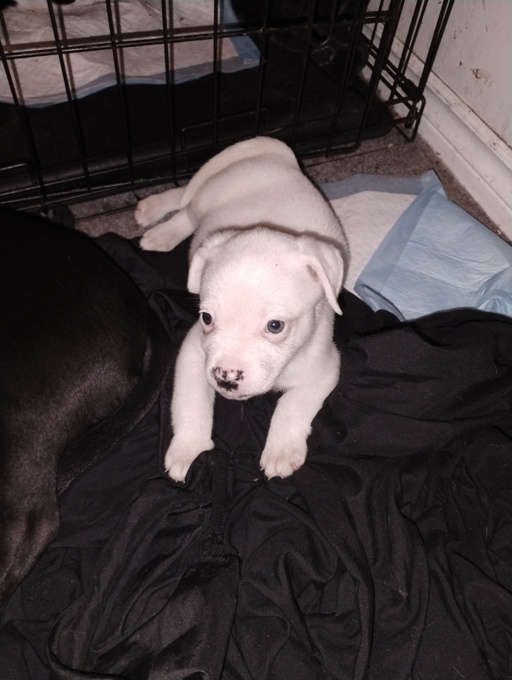 Dogo/Staffie