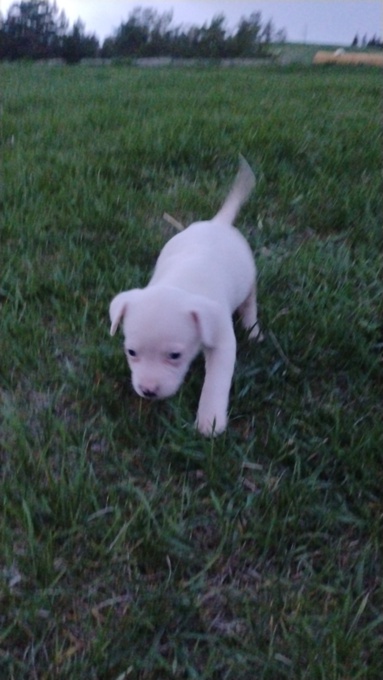 Dogo/Staffie