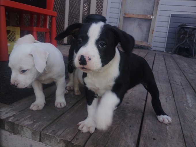 Dogo/Staffie