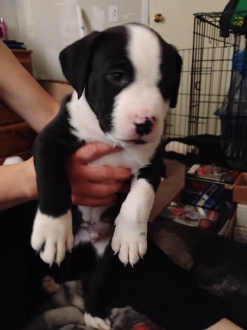 Dogo/Staffie